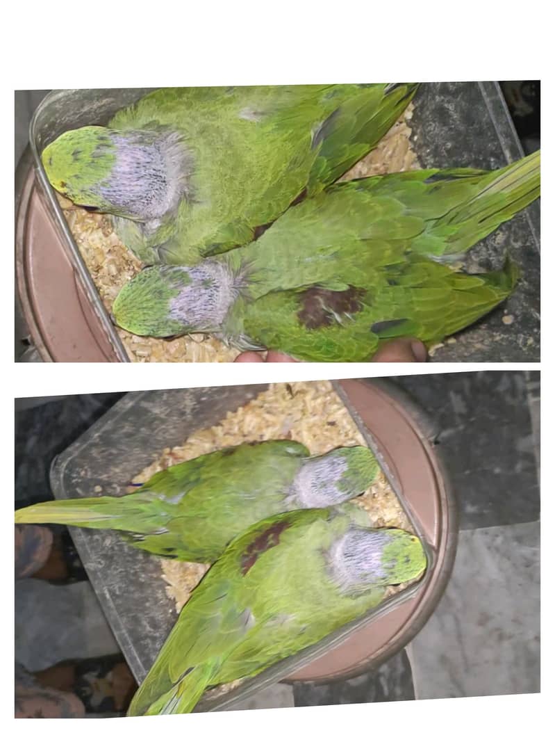 RAW PARROT CHICKS 1