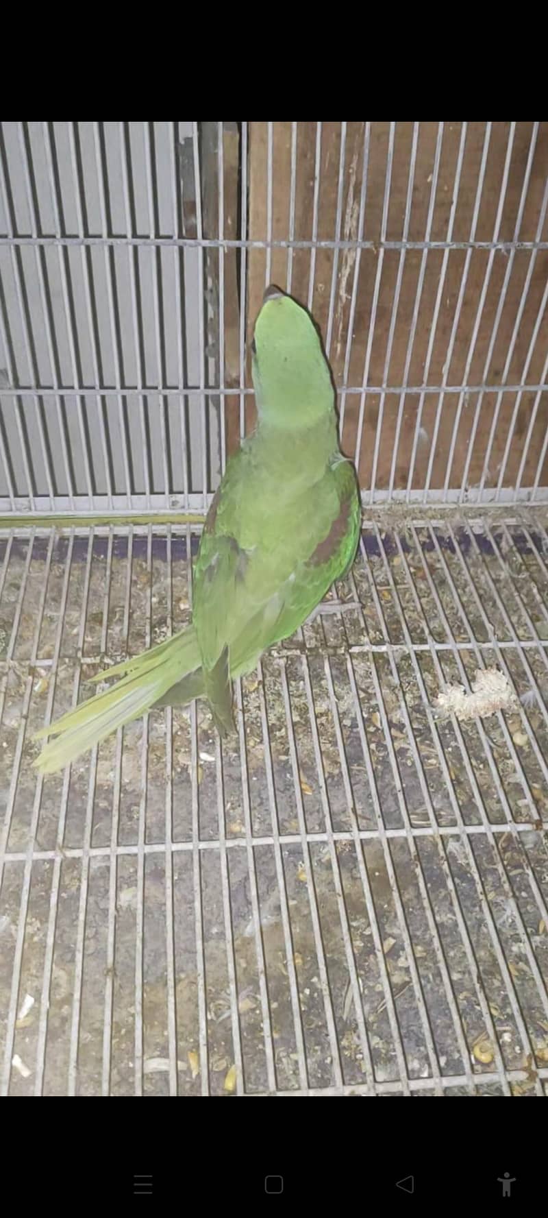 RAW PARROT CHICKS 2