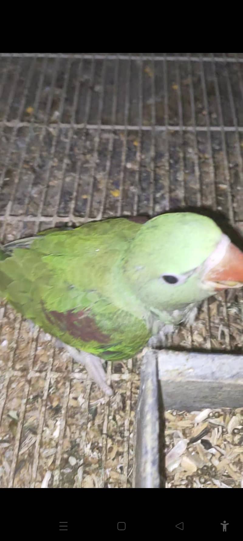 RAW PARROT CHICKS 3