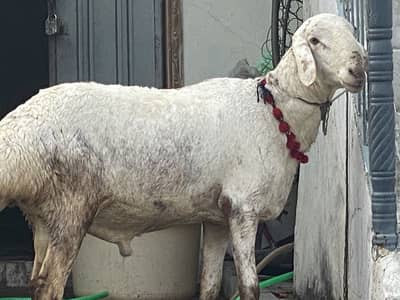 dumba heavy weight qurbani 2026