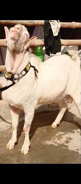 do  dant golabi teda for sell