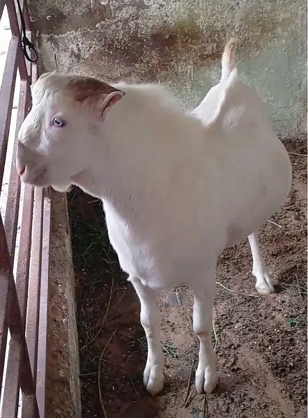 do  dant golabi teda for sell — photo 3