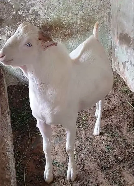 do  dant golabi teda for sell — photo 4