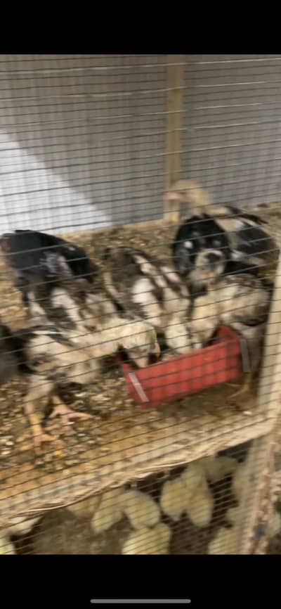 Best Aseel chicks for sale