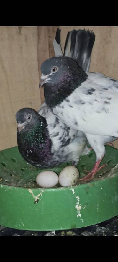 high flayer breeder pair for sale Wooden 4 portion cage double jali