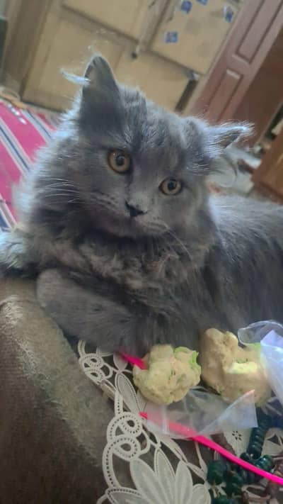 I am selling my Persian  cat  my number 03114402910 Whatsapp