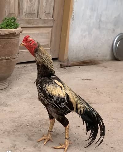 Healthy Aseel Jawa Murga for Sale