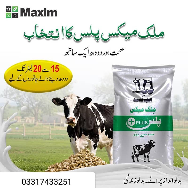 Maxim Feed 1