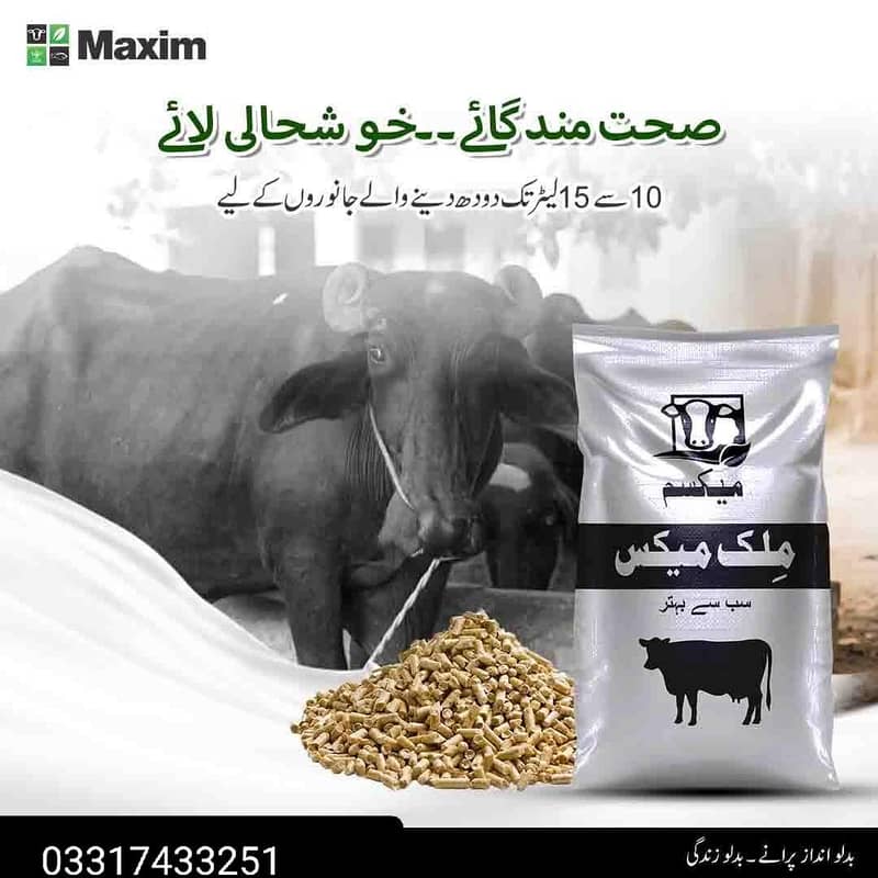 Maxim Feed 2