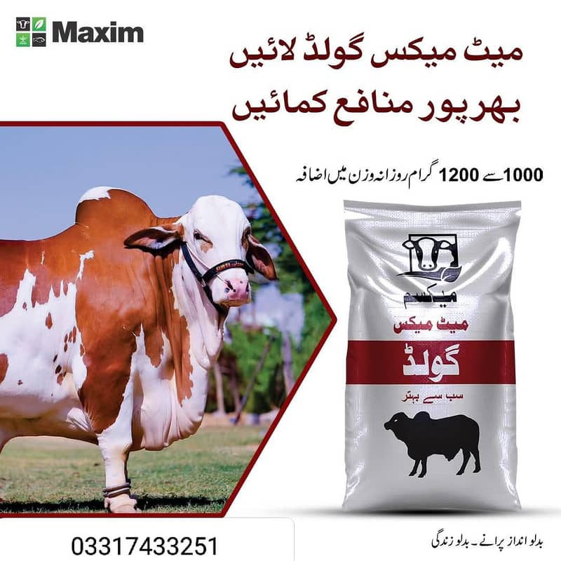 Maxim Feed 3