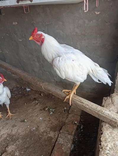 Heera 4 male 1 female