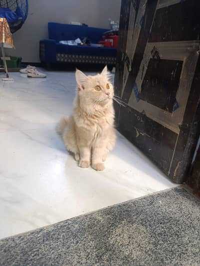 Persian cat for sale