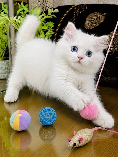 persian cats and kittens for sale wtsapp (0307/710/92/69)