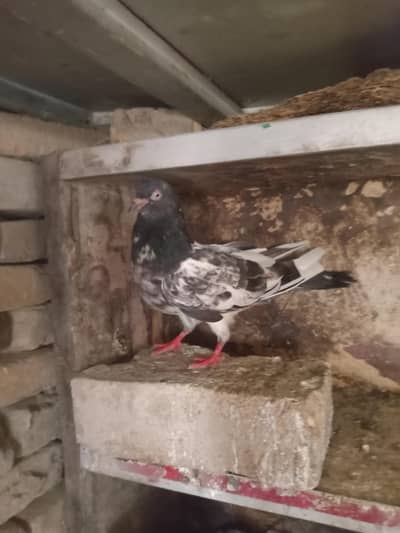 goden pigeon hay