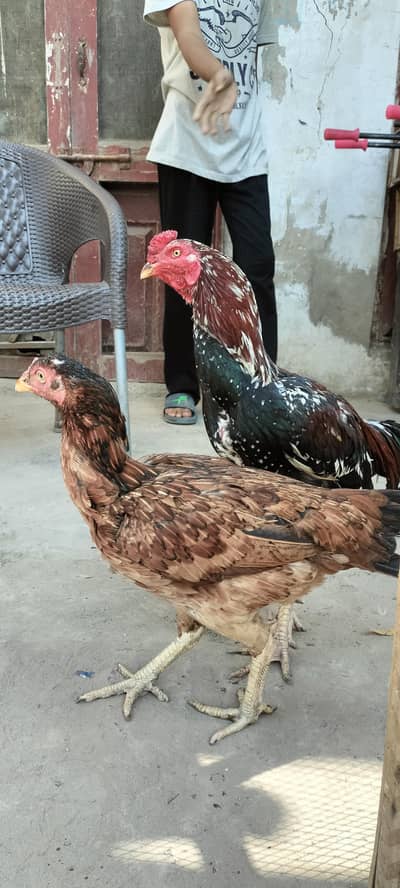 I want to sell my  chicks