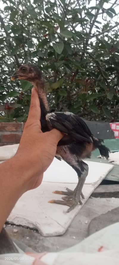 Pure Aseel Thai chicks
