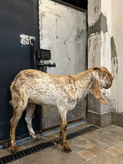 Donda Bakra Makhi Cheena For Sale