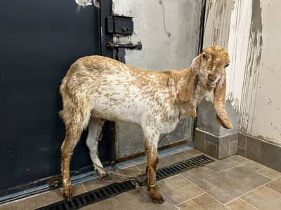 Donda Bakra Makhi Cheena For Sale