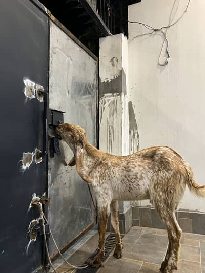 Donda Bakra Makhi Cheena For Sale