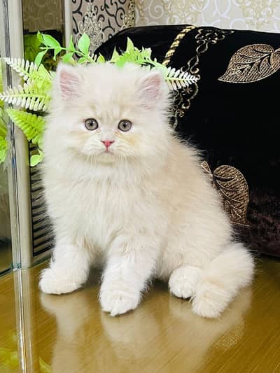 persian cats and kittens for sale wtsapp (0307/710/92/69)