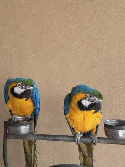 Macaw pair for sale