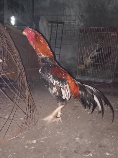 aseel bird puliyaa