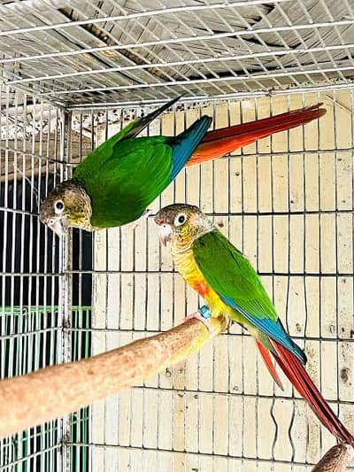 yellow sided  conour breader pair