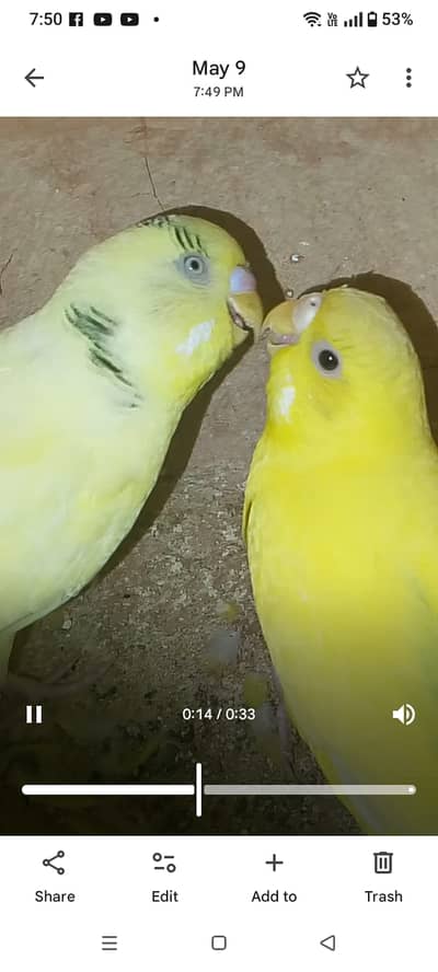 Budgies for sale (pair)
