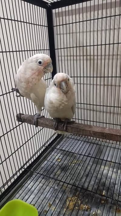 Goffin Cockatoo Chicks Available