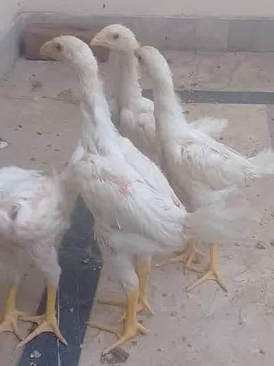 German King Size Shamo chicks
