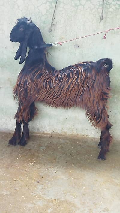 Beautiful Nachi Male