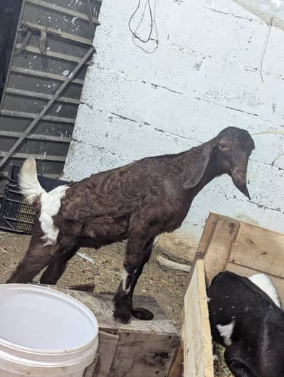 Male & Female Goats Home Breed