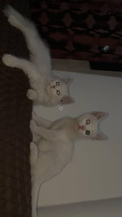 Persian kittens for sale