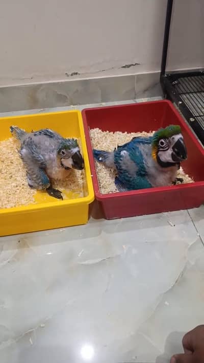 Blue And Gold Macaw Chicks Available