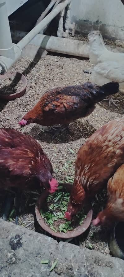 lohman brown egg lying hen