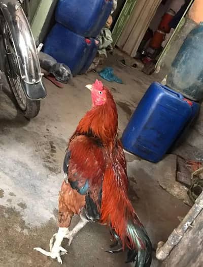 Aseel Murga/Murgha Urgent Sale