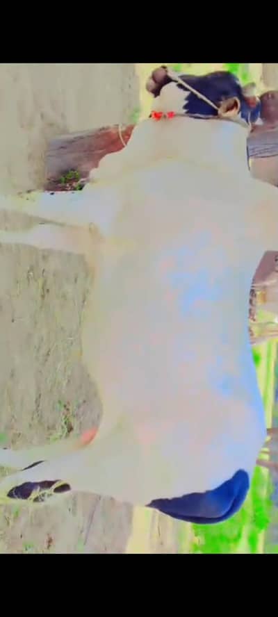 white bull