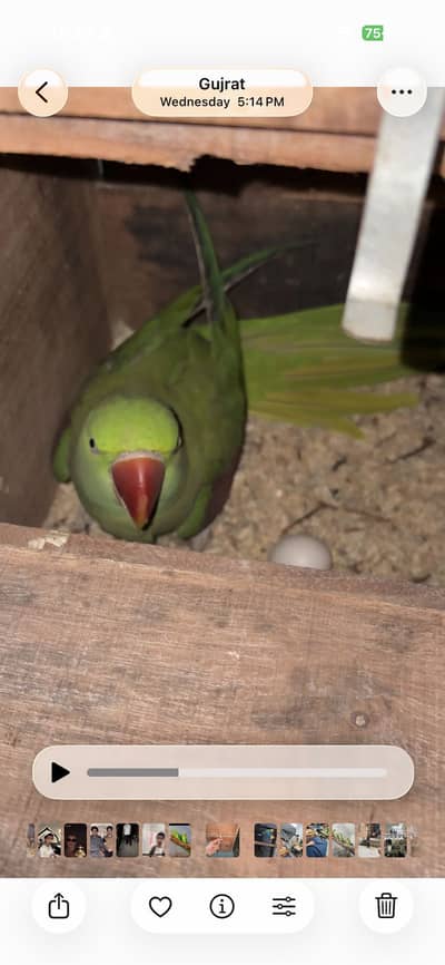 Breeder pair