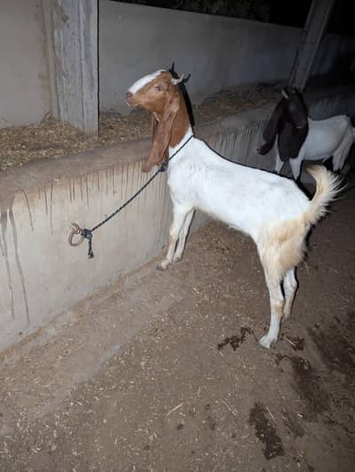 Goat for sale