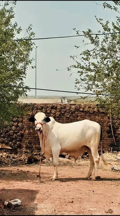 2026 qurbani