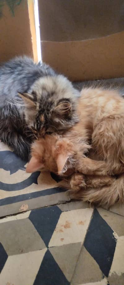 Persian pair of kittens for sale
