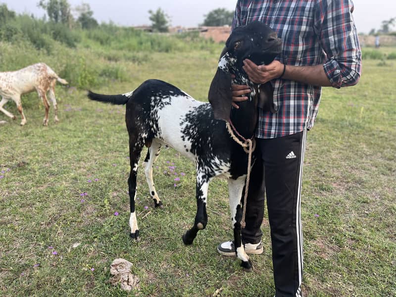 Bakra 1