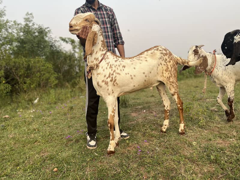 Bakra 0