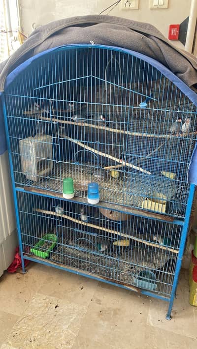 Birds Cage 2 portion & Gary Java pair