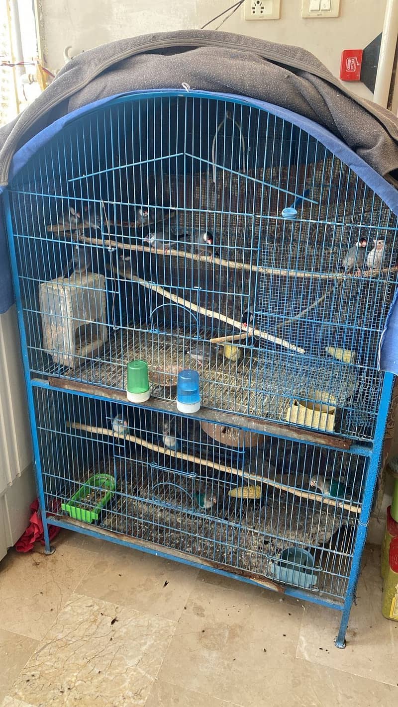 Birds Cage 2 portion & Gary Java pair 0