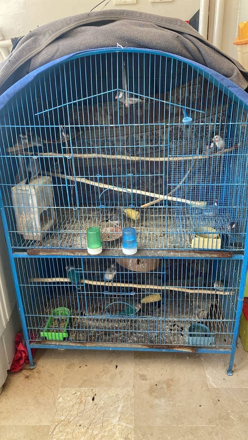 Birds Cage 2 portion & Gary Java pair 1