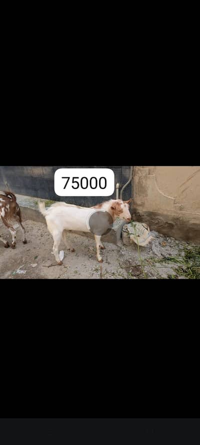 goats for sale