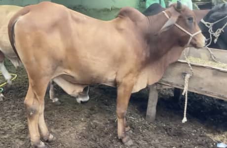 Premium Qurbani Cattle 2026 – Healthy & Desi Fed
