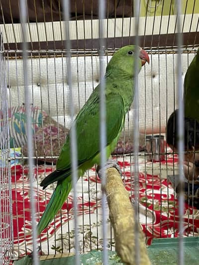 ringneck parrot