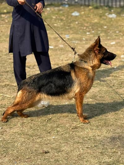 Strong bloodline  Pedigree Microchiped GSD Female